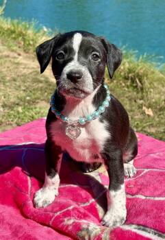 Malena -  Boxer and Pointer Dog for Adoption in Pittsboro, North Carolina - Malena | PetCurious