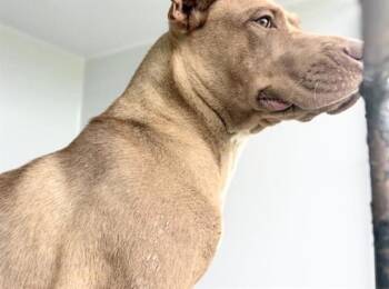 Staffordshire Bull Terrier Dogs Available for Adoption in Houston, Texas - A656787 | PetCurious