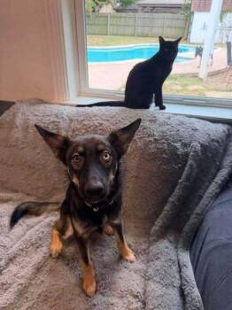 Aria (CP) -  Siberian Husky Dog for Adoption in Dallas, Texas - Aria (CP) | PetCurious