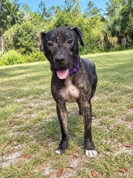 Drusilla -  Mixed Breed Dog for Adoption in Palm Coast, Florida - Drusilla | PetCurious