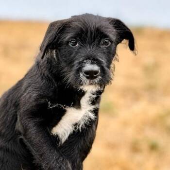 Izzy -  Terrier and Mixed Breed Dog for Adoption in Portland, Oregon - Izzy | PetCurious