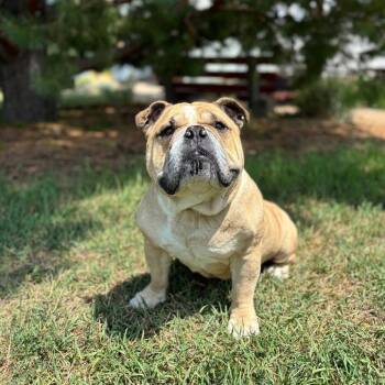 Padawan -  American Bulldog Dog for Adoption in Fargo, North Dakota - Padawan | PetCurious