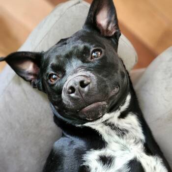 Rescue Pit Bull Terrier and Australian Cattle Dog Blue Heeler Dogs for Adoption in Springfield, Missouri - Banjo **ADOPTION FEE SPONSORED** | PetCurious