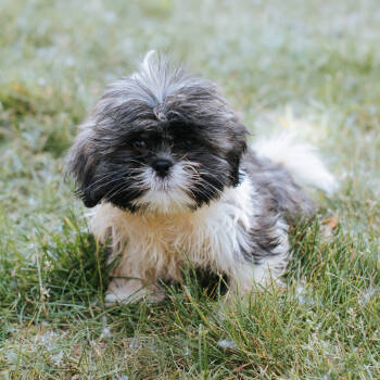 Rescue Shih Tzu Dogs for Adoption in Northbrook, Illinois - Stephanie | PetCurious