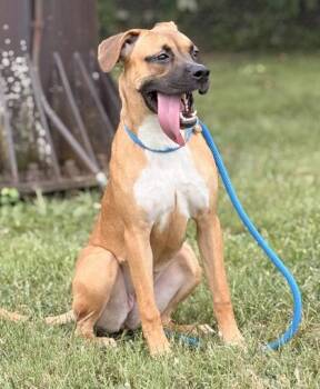 Ruby -  Boxer and Mixed Breed Dog for Adoption in New Albany, Indiana - Ruby | PetCurious
