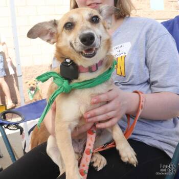 Junie -  Corgi and Jack Russell Terrier Dog for Adoption in Washington, District Of Columbia - Junie | PetCurious