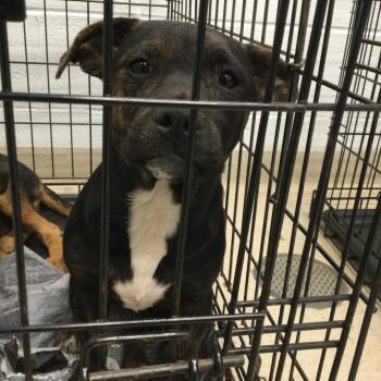 Mixed Breed Dogs Available for Adoption in Marshall, Virginia - Stevie Nicks-003909 | PetCurious