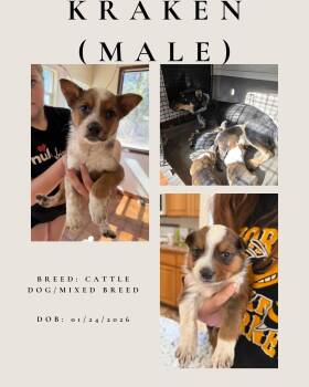 Australian Cattle Dog Blue Heeler Dogs Available for Adoption - Kraken | PetCurious
