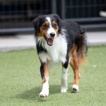 Bandit (JY26-93) -  Australian Shepherd Dog for Adoption in Peyton, Colorado - Bandit (JY26-93) | PetCurious