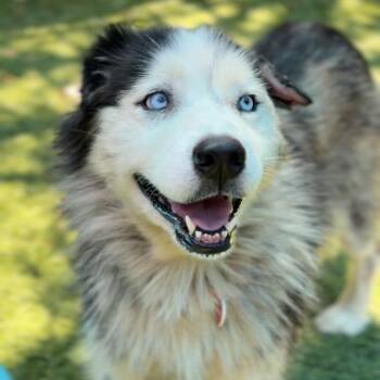 Petunia A2289148 -  Siberian Husky Dog for Adoption in Los Angeles, California - Petunia A2289148 | PetCurious