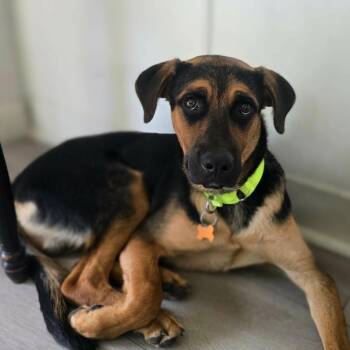 Sheriff -  Shepherd and Rottweiler Dog for Adoption in Bend, Oregon - Sheriff | PetCurious