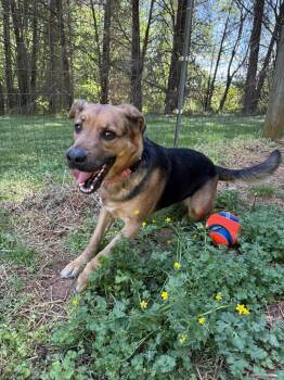 German Shepherd Dog Dogs Available for Adoption in Salisbury, North Carolina - Rosie | PetCurious