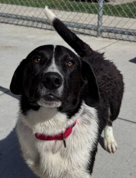 Reuben -  Cardigan Welsh Corgi and Border Collie Dog for Adoption in Hackensack, Minnesota - Reuben | PetCurious