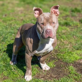 Pit Bull Terrier Dogs Available for Adoption in Wilmington, Delaware - Blue | PetCurious