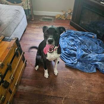 Lucy fka Cherry -  Border Collie and Mixed Breed Dog for Adoption in Edwards, Illinois - Lucy Fka Cherry | PetCurious