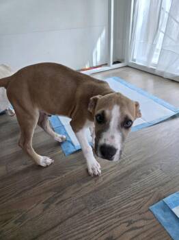 JASPER -  Pit Bull Terrier Dog for Adoption in Broomfield, Colorado - JASPER | PetCurious