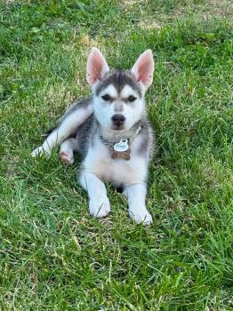 Sapphire -  Husky and German Shepherd Dog Dog for Adoption in Cambridge, Ontario - Sapphire | PetCurious