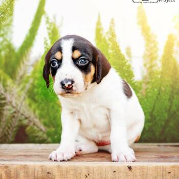 Coonhound and Labrador Retriever Dogs Available for Adoption in Jacksonville, Florida - Arctic | PetCurious