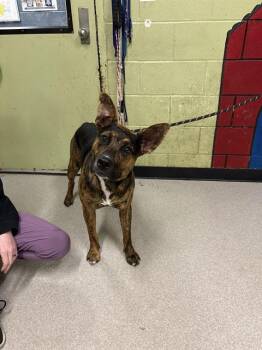 Pit Bull Terrier and German Shepherd Dog Dogs Available for Adoption in Indianapolis, Indiana - BINGO | PetCurious