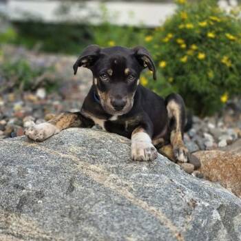 Bernie -  German Shepherd Dog and Labrador Retriever Dog for Adoption in Farmington, Minnesota - Bernie | PetCurious