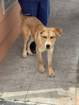 Rescue Labrador Retriever Dogs for Adoption in San Diego, California - Brownie | PetCurious