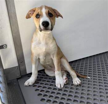 RUBBLE -  German Shepherd Dog and Mixed Breed Dog for Adoption in San Bernardino, California - RUBBLE | PetCurious