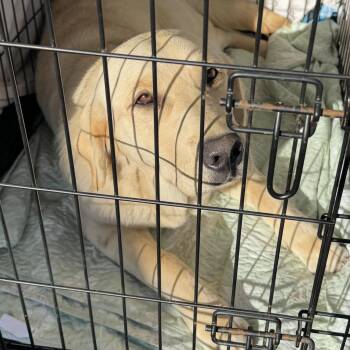 Yellow Labrador Retriever Dogs Available for Adoption - Krugger | PetCurious