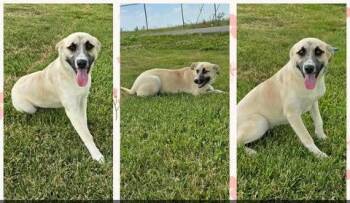 Anatolian Shepherd Dogs Available for Adoption in Newport, Kentucky - Ruthie | PetCurious