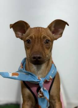 Oakley-One of our Amazing Rescue Dogs -  Chihuahua and Italian Greyhound Dog for Adoption in Carlsbad, California - Oakley-One Of Our Amazing Rescue Dogs | PetCurious