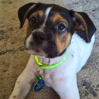 Baby -  Boxer and Chihuahua Dog for Adoption in Tampa, Florida - Baby | PetCurious