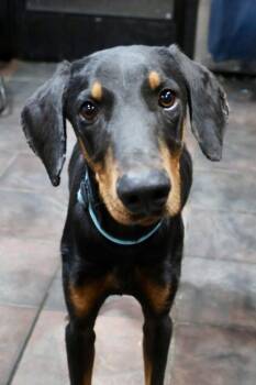 Raton -  Doberman Pinscher Dog for Adoption in Tucson, Arizona - Raton | PetCurious