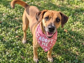 Sunny Side-Up -  Labrador Retriever Dog for Adoption in Austin, Texas - Sunny Side-Up | PetCurious