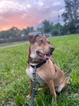 Jubilee -  Mixed Breed Dog for Adoption in Columbia, Missouri - Jubilee | PetCurious
