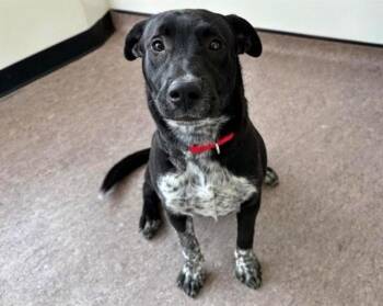 Labrador Retriever Dogs Available for Adoption in Brentwood, Missouri - SHILOH | PetCurious