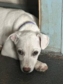 Annie - CO -  Siberian Husky and Labrador Retriever Dog for Adoption in Magnolia, Texas - Annie - CO | PetCurious