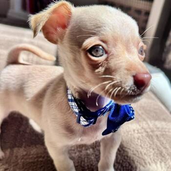 Chihuahua Dogs Available for Adoption in Hopkinton, Massachusetts - Pinto | PetCurious