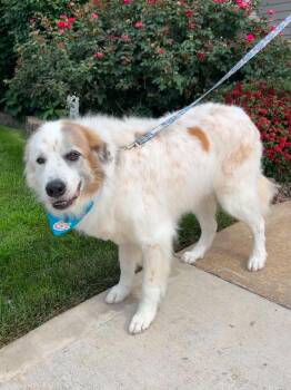 Oliver -  Great Pyrenees Dog for Adoption in St. Peters, Missouri - Oliver | PetCurious