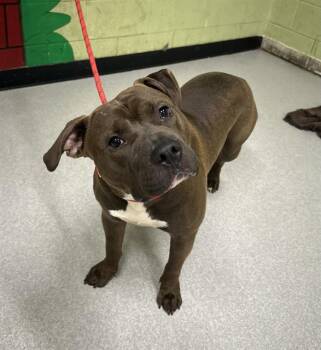 American Bulldog Dogs Available for Adoption in Indianapolis, Indiana - BEAR | PetCurious