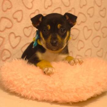 Husky and Labrador Retriever Dogs Available for Adoption - Alana | PetCurious