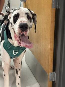 Great Dane Dogs Available for Adoption in Missoula, Montana - Maverick | PetCurious