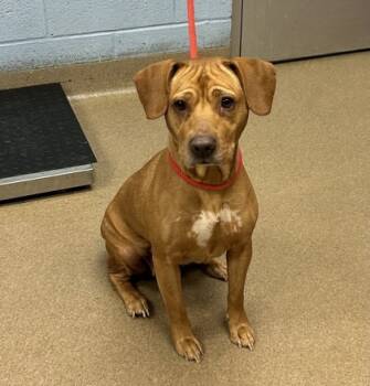 Rescue Mixed Breed Dogs for Adoption in Chamblee, Georgia - Pellet | PetCurious