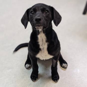 Queen Latifah -  Beagle Dog for Adoption in Fenton, Michigan - Queen Latifah | PetCurious