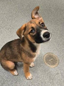 Fez -  Shepherd and Mixed Breed Dog for Adoption in Daphne, Alabama - Fez | PetCurious