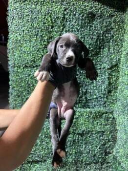 61262060 -  Pit Bull Terrier and Mixed Breed Dog for Adoption in El Paso, Texas - 61262060 | PetCurious