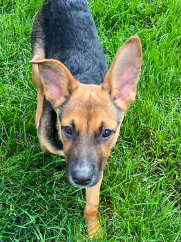 Crystal the shepherd mix puppy -  Australian Cattle Dog Blue Heeler and German Shepherd Dog Dog for Adoption in Muskego, Wisconsin - Crystal The Shepherd Mix Puppy | PetCurious