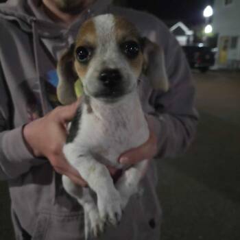 Bobby -  Chihuahua and Dachshund Dog for Adoption in Pacifica, California - Bobby | PetCurious