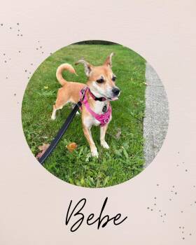 Rescue Chihuahua Dogs for Adoption in Coquitlam, British Columbia - BEBE | PetCurious