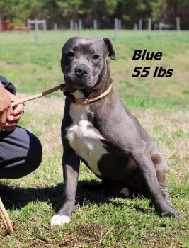 Blue -  Mixed Breed Dog Available for Adoption in Oxford, North Carolina - Blue | PetCurious
