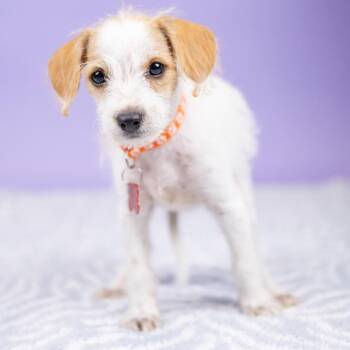 Larch -  Mixed Breed Dog for Adoption in Portland, Oregon - Larch | PetCurious