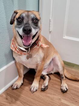 Mixed Breed and Chihuahua Dogs Available for Adoption in Houston, Texas - Malone | PetCurious